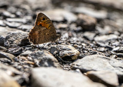 Lydian False Witch Butterfly (Pseudochazara lydia) that feeds on minerals in wet soil.