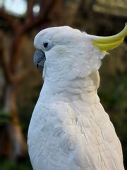 Close up view of sulphur crested cockatoo © WarnaDunia