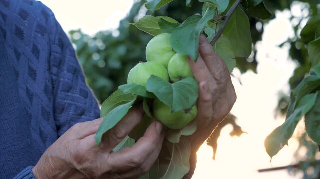 Old wrinkled hands of senior person gently checking and picking fresh green apples from tree branch in a garden. Bright sun rays shine through the leaves. Creating summer warm atmosphere