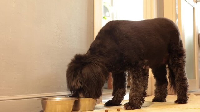 Black dog eating from a metal bowl at home, pet care, daily feeding, domestic life, loyal companion.