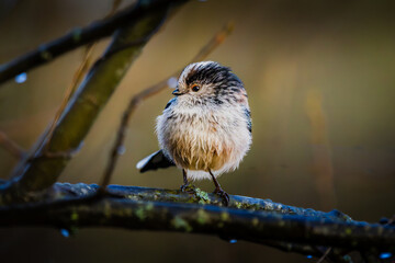 A Long-tailed Tit sits out the rain at Magor Marsh, Wales — soaking wet, deeply unimpressed, and absolutely not moving until this is over. © Johnathan