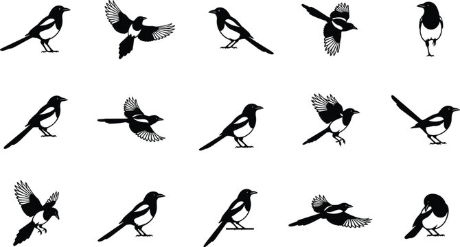 Black magpie bird silhouette icon set featuring wild corvid character poses flying perching and standing vector graphic template
