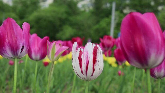 Red and white striped tulip blooming in a spring flower field outdoors, seasonal beauty, botanical nature, fresh growth, floral elegance, springtime festivity.
