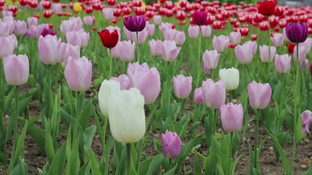 Red and white striped tulip blooming in a spring flower field outdoors, seasonal beauty, botanical nature, fresh growth, floral elegance, springtime festivity.