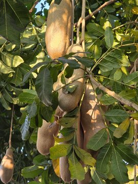 The kigelia africana fruit or commonly known as the sausage tree fruit
