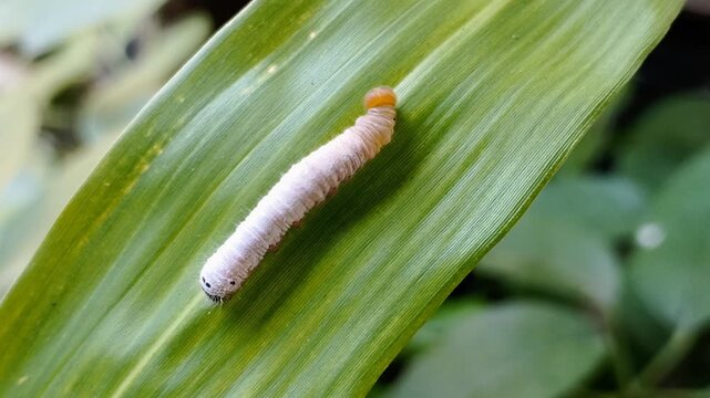 Close-up footage shows a Grey-brand Redeye skipper butterfly caterpillar crawling on a green Bambusa vulgaris (Poaceae) leaf in a controlled captive environment with natural lighting.
