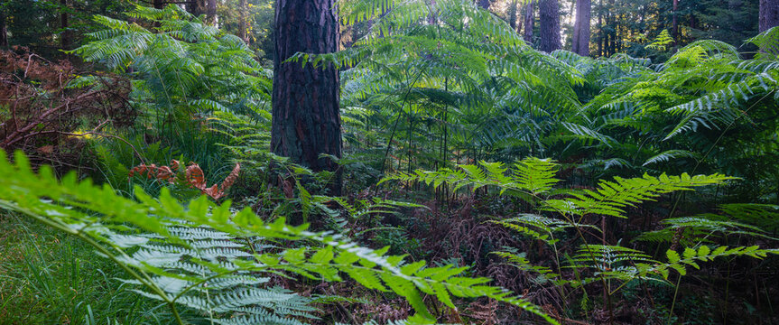 Im Wald Hessen Forst mit Kiefern und Farn am Boden