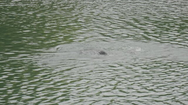 Sea lion thrashing and tearing apart a caught fish in murky river