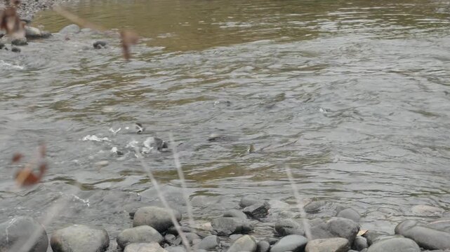 Salmon swimming upstream and splashing in shallow river water