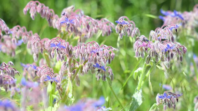 Honeybee foraging from flower to flower on common borage flowers in spring in a domestic city garden. Apis mellifera, Borago officinalis, Indre-et-Loire 37, r&eacute;gion Centre Val de Loire, France, Europe