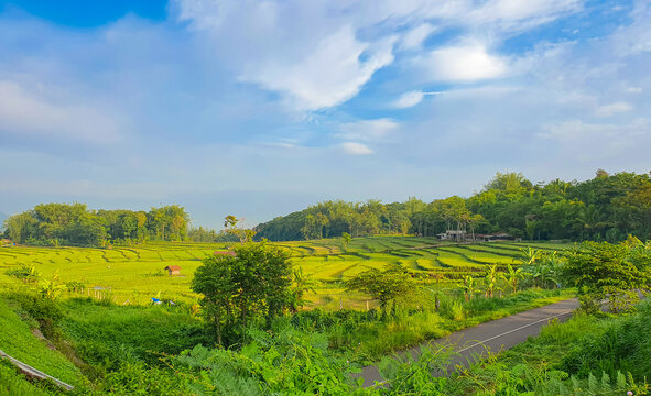 Scenic green rice terraces in Central Java Indonesia under dramatic blue sky and tropical landscape.