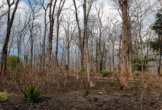 Dry deciduous forest after wildfire or dry season, climate change, environmental degradation, deforestation concepts