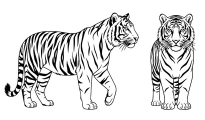 Obraz premium Premium Wildlife Tiger Vector Set with Front and Profile Views Isolated on White