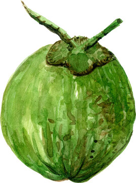 Green coconut watercolor illustration of a whole tropical fruit Hand painted botanical art for summer design and organic food themes