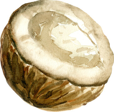 Watercolor Coconut Illustration Hand Painted Tropical Fruit Half for Organic Food Packaging and Cosmetic Design