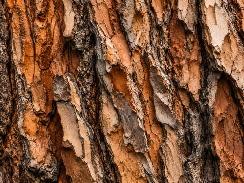 Highly detailed macro photograph style illustration of weathered pine bark with layered textures and rugged natural patterns, perfect for forestry, ecology, and premium background designs.