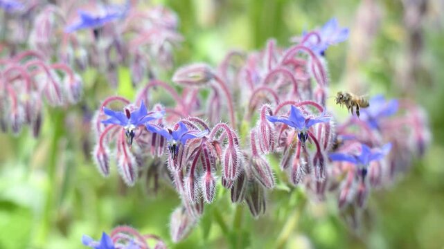 Honeybee landing on a borage flower to gather nectar in spring in a domestic city garden. Apis mellifera, Borago officinalis, Indre-et-Loire, r&eacute;gion Centre Val de Loire, France, European Union, Europe