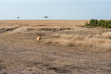 Herd of Antelope in wild of Kenya © Herbert