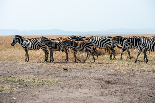 Herd of Zebra in the Savannah of Africa