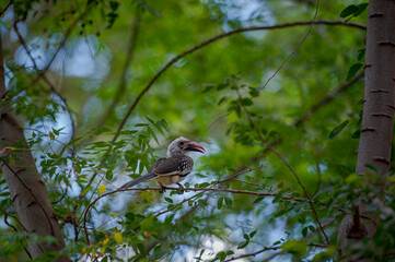red billed hornbill © Herbert