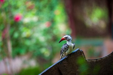 red billed hornbill © Herbert