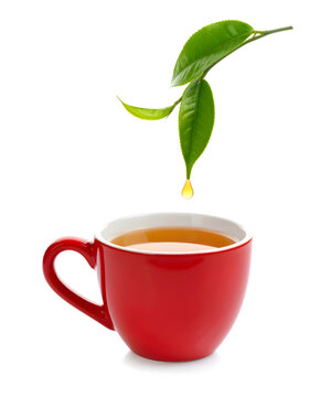 Drop of tea dripping from green tea leaf branch on white background