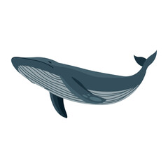 Fototapeta premium Large blue whale swimming vector illustration on white background 