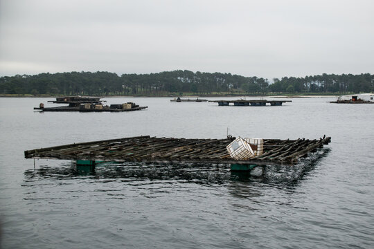 Close-up view of a traditional wooden mussel raft with plastic containers floating on calm water in a coastal aquaculture area.