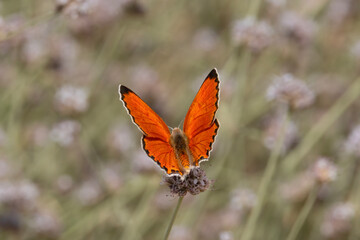 butterfly on a flower © Mehmet