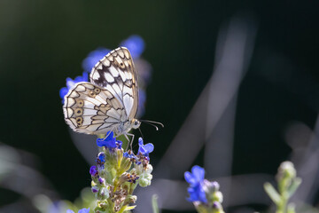 butterfly on a flower © Mehmet