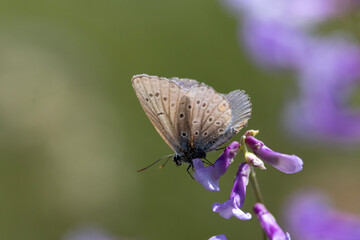 butterfly on a flower © Mehmet