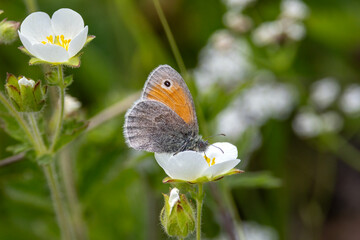 butterfly on a flower © Mehmet