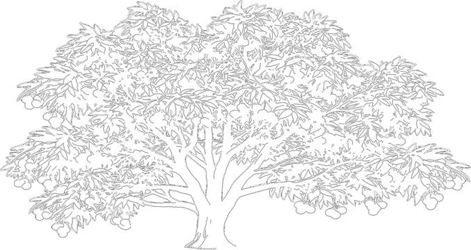 Detailed outline drawing of fruit tree isolated on transparent background for architectural rendering and design