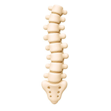 3D Human Lumbar Spine Anatomy Model for Medical and Orthopedic Education