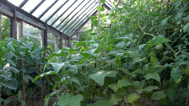 Lush green vegetable plants, including tomatoes eggplants and pepper thriving inside a rustic wooden and glass greenhouse. Showcasing sustainable agriculture and organic home gardening concepts