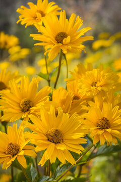 Yellow echinacea flowers in garden. Summer flower as background