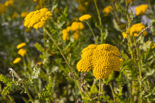 Yellow flowers with green leaves