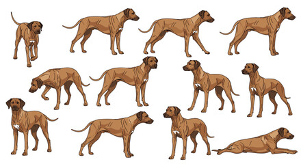 Obraz premium Rhodesian ridgeback dog illustrations showing various natural body positions, standing, walking, and resting.