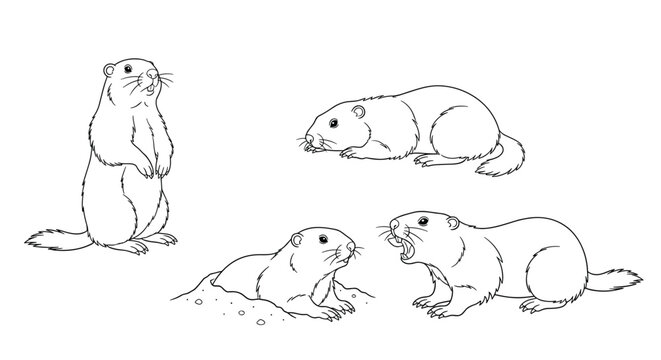 Black and white outline sketches of groundhogs in four different natural poses for coloring book pages.