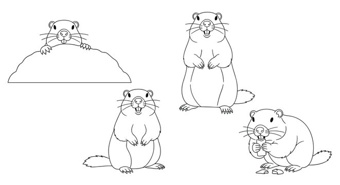 Four cute groundhog outline drawings representing natural behaviors like peeking and eating for coloring book.