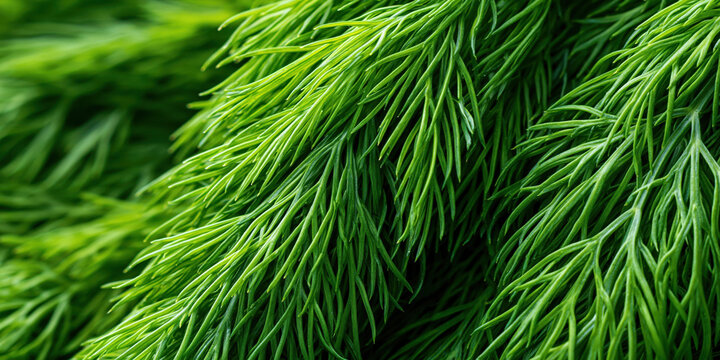 Close-up of vibrant green pine needles with soft focus background