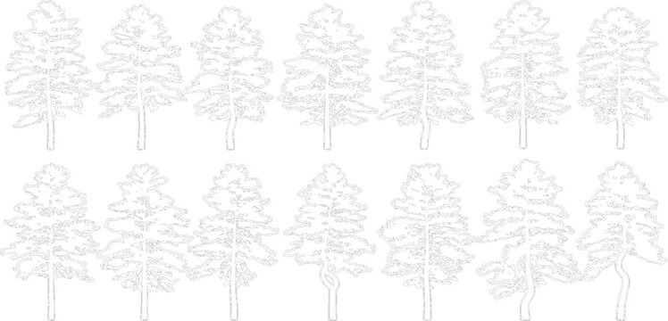 Collection of various pine tree line art silhouettes isolated on transparent background for landscape architecture