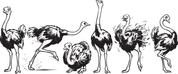 Obraz premium Set of ostriches. Hand drawn vector illustration