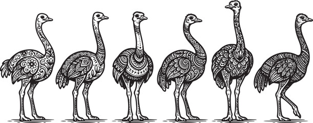 Fototapeta premium Set of ostriches. Hand drawn vector illustration