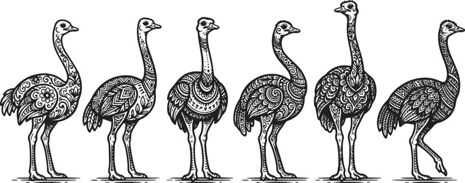 Set of ostriches. Hand drawn vector illustration