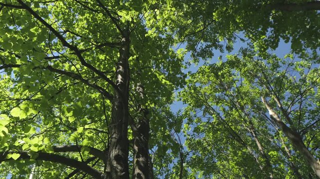 Looking up through green leaves toward blue sky. Sunlight filters through dense foliage. Branches twist upward against bright background. Trees stand tall with fresh spring growth