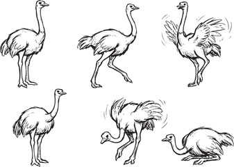 Fototapeta premium Set of ostriches. Hand drawn vector illustration