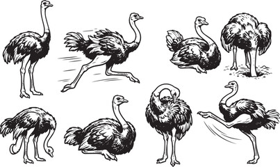 Fototapeta premium Set of ostriches. Hand drawn vector illustration