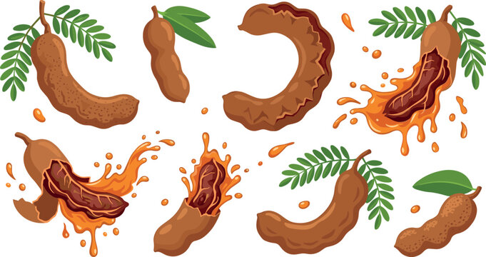 Fresh brown tamarind fruit vector illustration set with green leaves sweet paste pulp and juice liquid splashes.Fresh brown tamarind fruit vector illustration set with green leaves sweet paste pulp an