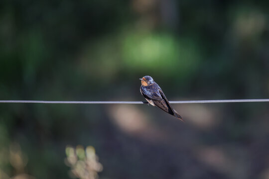 Barn Swallow (Hirundo rustica) perched on a wire on dark background.